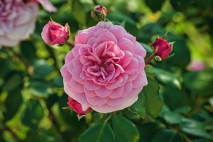 Schimbarea climei a dus la înflorirea mai rapidă a trandafirilor în Bulgaria