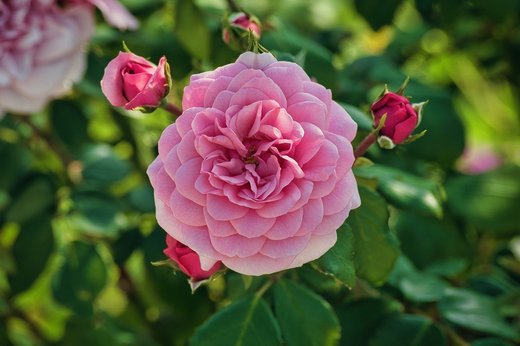 Schimbarea climei a dus la înflorirea mai rapidă a trandafirilor în Bulgaria