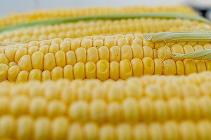 Ministrul Agriculturii: România ar putea obține anual 30 de milioane de tone de porumb, după finalizarea reabilitării infrastructurii principale de irigații în anul 2027