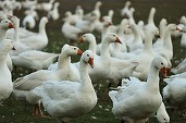SUA și statele europene se gândesc să își vaccineze muncitorii expuși la gripa aviară