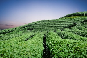 Producătorii de ceai din Sri Lanka anunță scumpiri cu 45%. Care este motivul