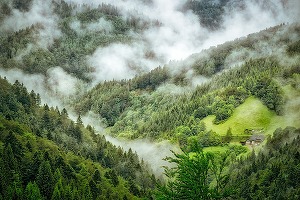 Fondul forestier național s-a majorat