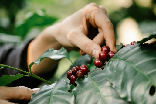 Arborii de cafea din Vietnam suferă de pe urma secetei și dăunătorilor