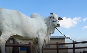 Cea mai scumpă vacă din lume. A fost vândută cu patru milioane de dolari și are propriul bodyguard