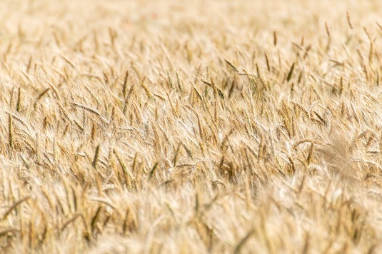 Turcia interzice importurile de grâu pentru a-i proteja pe producătorii locali