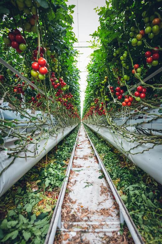 FOTO ”Rapsodia”, tomata cherry tricoloră, urmează să fie brevetată de cercetătorii din Buzău