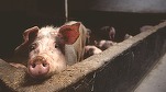 O posibilă acțiune a Chinei împotriva cărnii de porc din UE ar putea fi o sabie cu două tăișuri pentru Brazilia