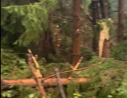 VIDEO Pădure pusă la pământ de o furtună puternică într-un sat din Maramureș