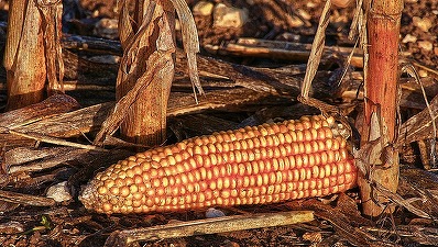 Culturile de porumb și floarea soarelui din Buzău, afectate în proporție de 100%. Agricultorii spun că ''s-au topit''