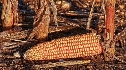 Culturile de porumb și floarea soarelui din Buzău, afectate în proporție de 100%. Agricultorii spun că ''s-au topit''