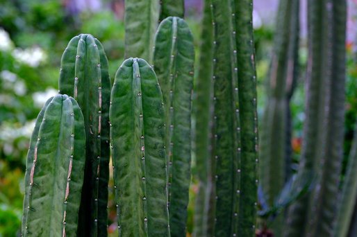 Insectele devastează recolta de fructe de cactus a Tunisiei, o sursă importantă de venituri pentru economia țării