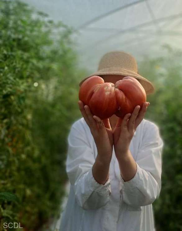 FOTO Tomată în greutate de 1.220 de grame, recordul Stațiunii de Cercetare-Dezvoltare pentru Legumicultură din Buzău