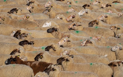 Peste o mie de ferme din Belgia sunt afectate de boala virală ovină cunoscută și ca ”limba albastră”