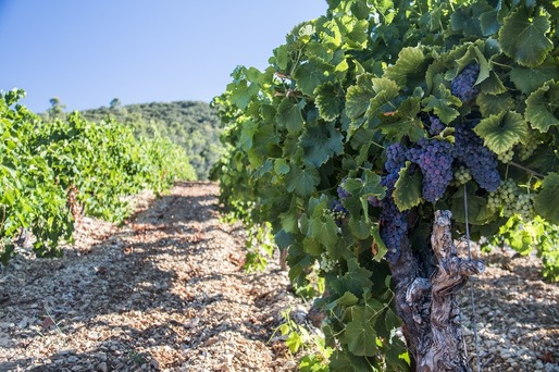 Temperaturile record din Balcani înseamnă pierderi pentru fermieri, dar o veste bună pentru viticultori