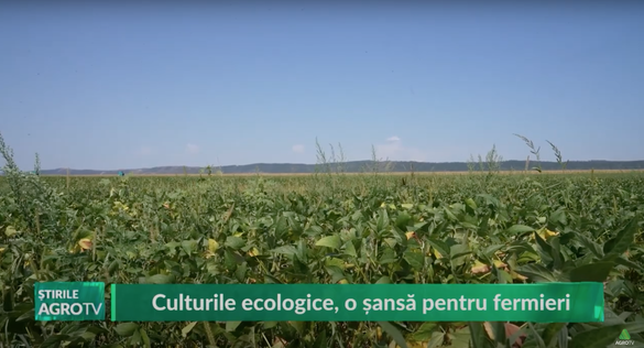 AgroTV Călin Cozma, administrator GN Mureș Agrar: Mazărea e o cultură bună în ecologic. La floarea soarelui și porumb este complicat cu seceta