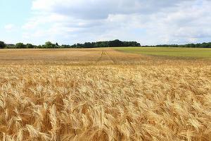 România rămâne cel mai mare exportator de cereale din UE în primele luni ale sezonului 2024/25