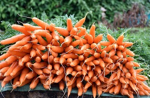 Avertisment din România - Piețele nu traversează o perioadă foarte bună, producătorii agricoli sunt tot mai puțini