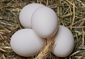 Primul producător din Republica Moldova a obținut dreptul de a exporta ouă de consum pe piața din UE