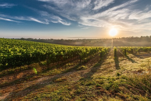 Grupul de produse de lux Lvmh cumpără o plantatie de vie în Bourgogne