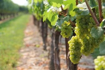 Recomandări pentru viitorul sectorului vitivinicol al UE