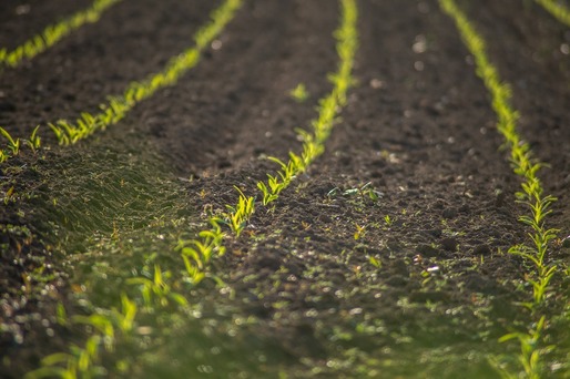 Prețurile terenurilor agricole din România: unde sunt cele mai scumpe terenuri și cum ne poziționăm în UE