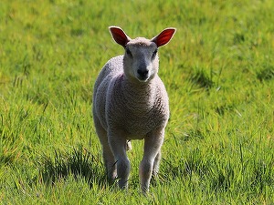 ANSVSA: România poate exporta ovine vii către țările terțe. Doar carcasă și carne de ovine în UE