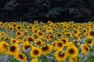  România - primul loc în UE la suprafața cultivată cu floarea soarelui și cu porumb boabe