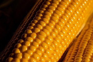 Comisia Europeană autorizează utilizarea porumbului modificat genetic sigur pentru alimentație și furaje