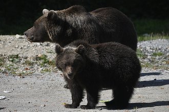 Ministrul Mediului anunță modificarea legislației privind intervenția asupra urșilor: Voi propune eliminarea intervenției graduale, voi lăsa libertate primarilor să ia decizia pe care o apreciază corectă, în legătură cu situația cu care se confruntă