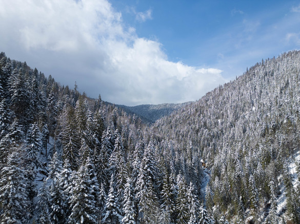 VIDEO&FOTO Achiziție istorică - Romsilva a cumpărat peste 4.000 de hectare de pădure