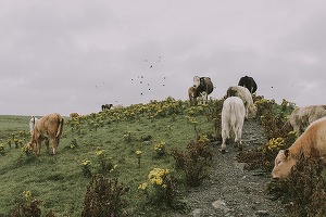 Guvernul alocă bani ca febra aftoasă să nu ajungă în România