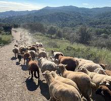 Oi și capre „angajate oficial” de primăria Barcelonei pentru a preveni incendiile din Parcul Collserola