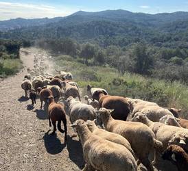 Oi și capre „angajate oficial” de primăria Barcelonei pentru a preveni incendiile din Parcul Collserola