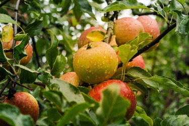 FOTO Centru de colectare legume-fructe pentru sprijinirea micilor producători, în Timiș. Marfa va fi preluată de supermarketuri