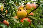 FOTO Centru de colectare legume-fructe pentru sprijinirea micilor producători, în Timiș. Marfa va fi preluată de supermarketuri