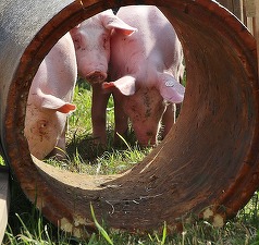 Moldova nu poate controla focarele de pestă porcină