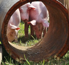 Moldova nu poate controla focarele de pestă porcină