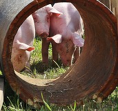 Moldova nu poate controla focarele de pestă porcină