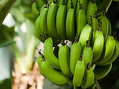Bananele, în pericol pe fondul creșterii temperaturilor