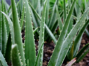 Viticultorii francezi plantează aloe vera în locul viței de vie pentru a se adapta la secetă
