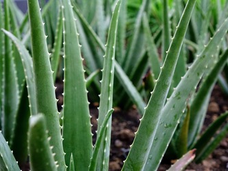 Viticultorii francezi plantează aloe vera în locul viței de vie pentru a se adapta la secetă
