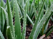 Viticultorii francezi plantează aloe vera în locul viței de vie pentru a se adapta la secetă

