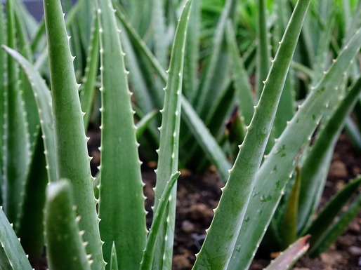 Viticultorii francezi plantează aloe vera în locul viței de vie pentru a se adapta la secetă