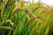 Ministrul japonez al Agriculturii demisionează în urma unei gafe cu privire la orez, aliment de bază care a ajuns la un preț istoric