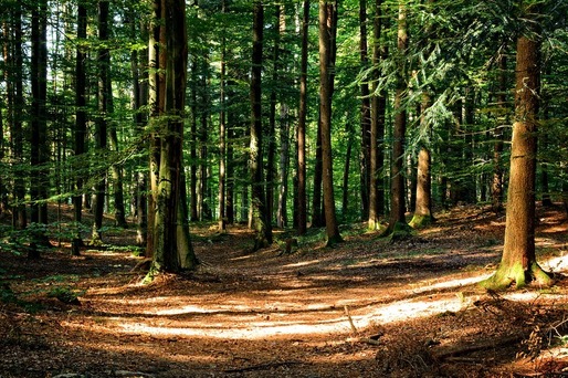 Cel mai mare volum de masă lemnoasă s-a recoltat anul trecut în regiunea Nord-Est, aproape o treime din total