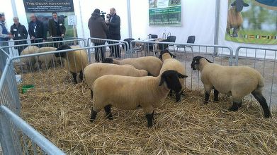 Caz izolat de variolă ovină confirmat în România