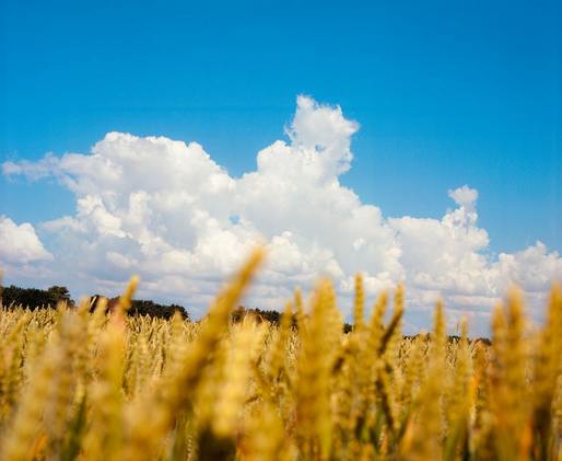 Uniunea Europeană a majorat cotele de import pentru anumite produse agricole din Ucraina