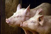 Afectată puternic de Pesta Porcină Africană, industria porcului din România este în ușoară relansare