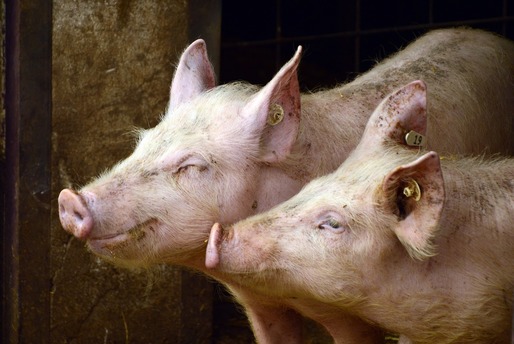 Afectată puternic de Pesta Porcină Africană, industria porcului din România este în ușoară relansare