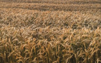 Cinci state UE, între care și România, se opun unui nou acord comercial cu Ucraina de teamă că vor crește importurile de produse agricole ieftine